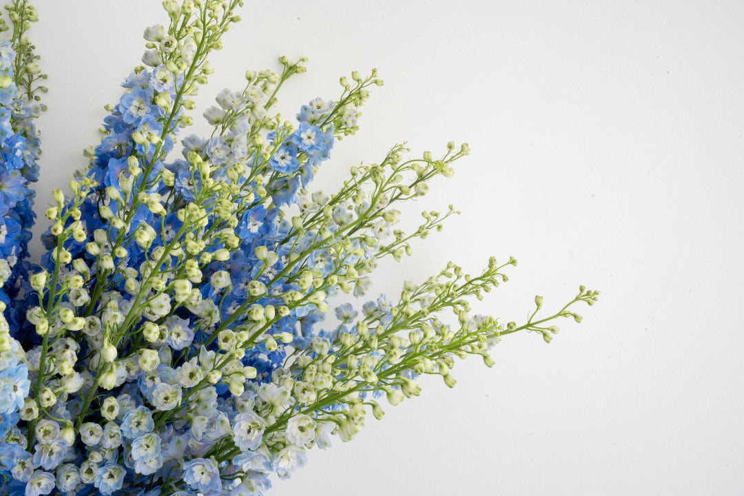 Blue & White Delphinium Bouquet