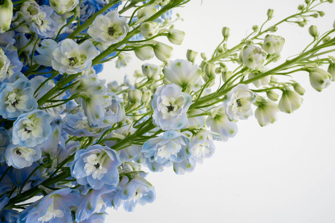 Blue & White Delphinium Bouquet