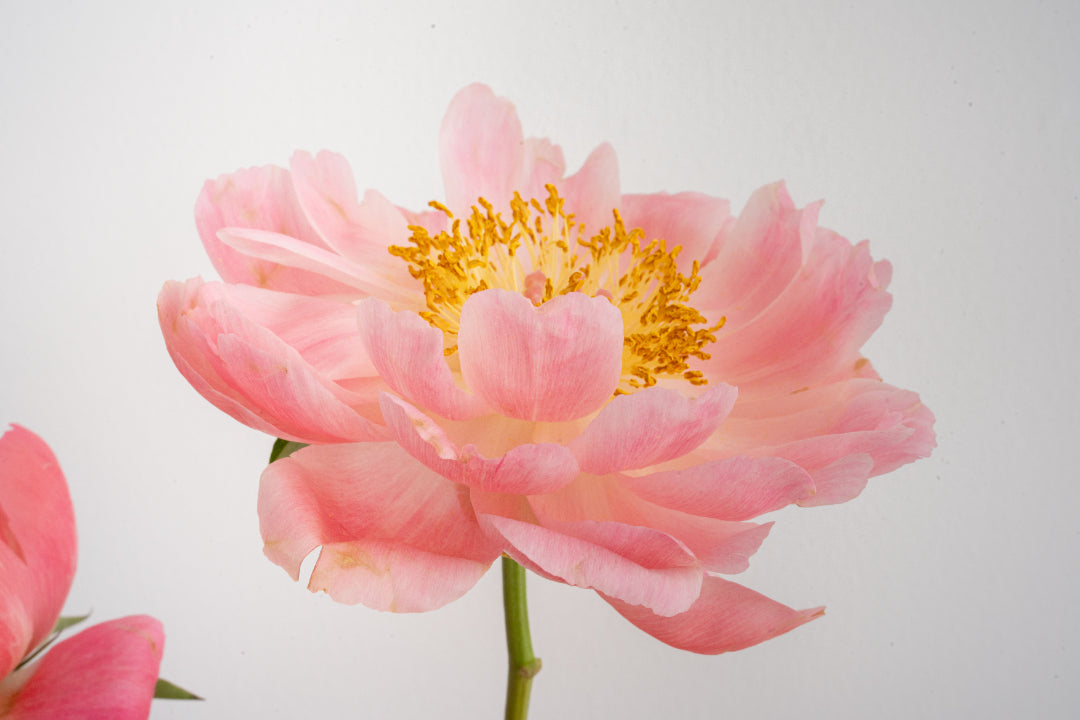 Pink Peony & Pepper Artistic Arrangement