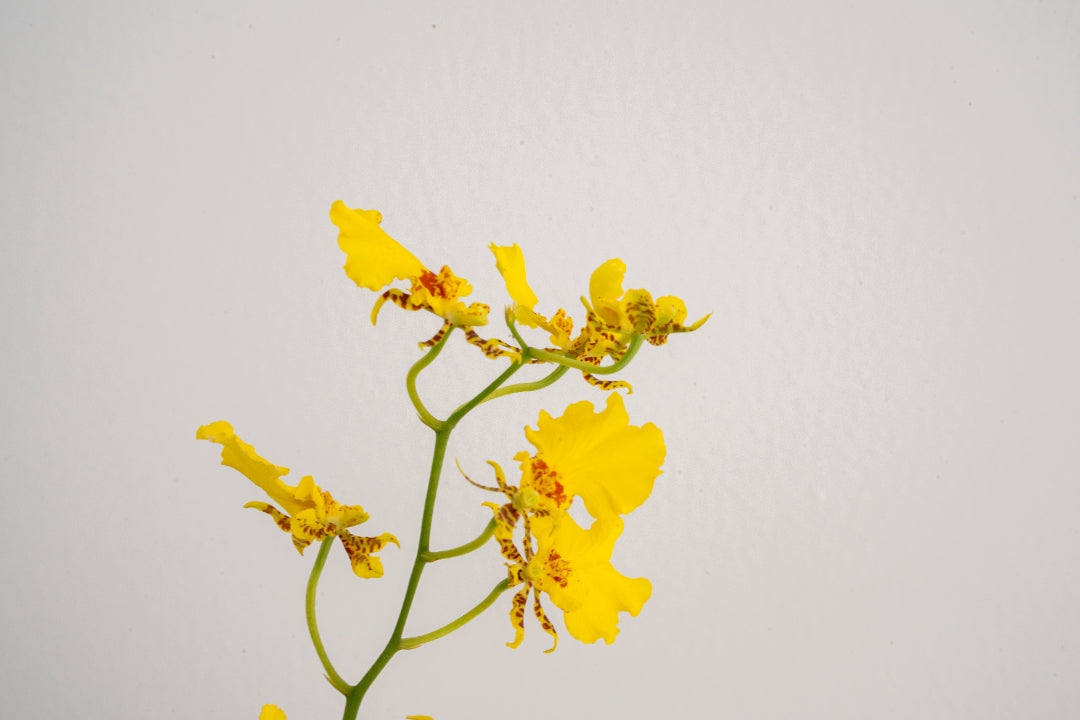 Citrus Orchid & Green Bloom Vase