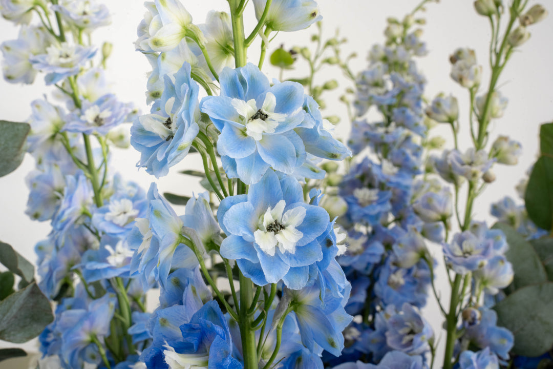 Blue Hydrangea & Delphinium Bouquet