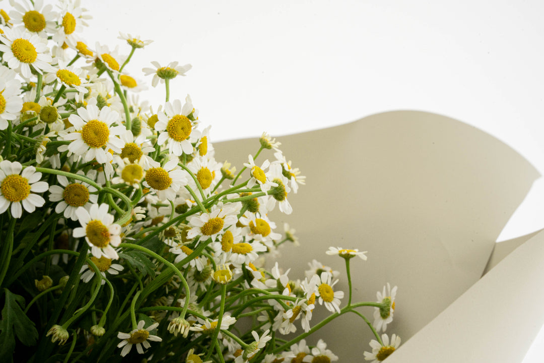 Chamomile Bouquet