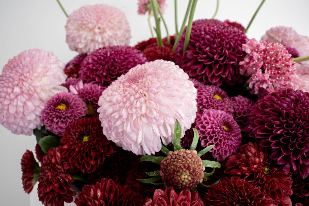 Pompon Chrysanthemum Arrangement
