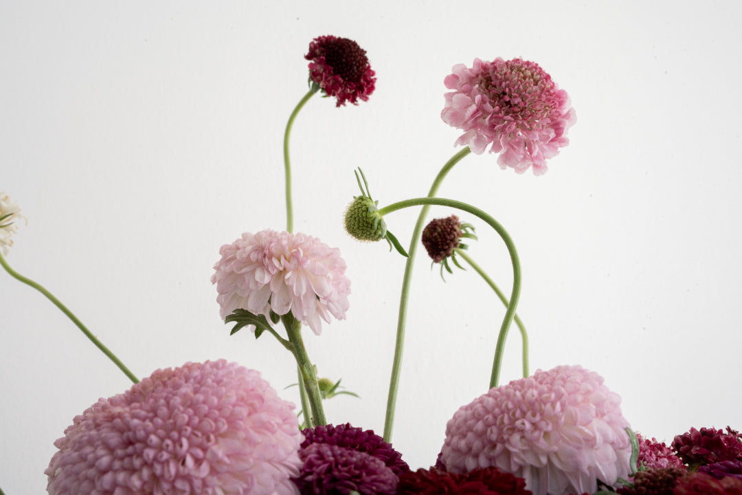 Pompon Chrysanthemum Arrangement