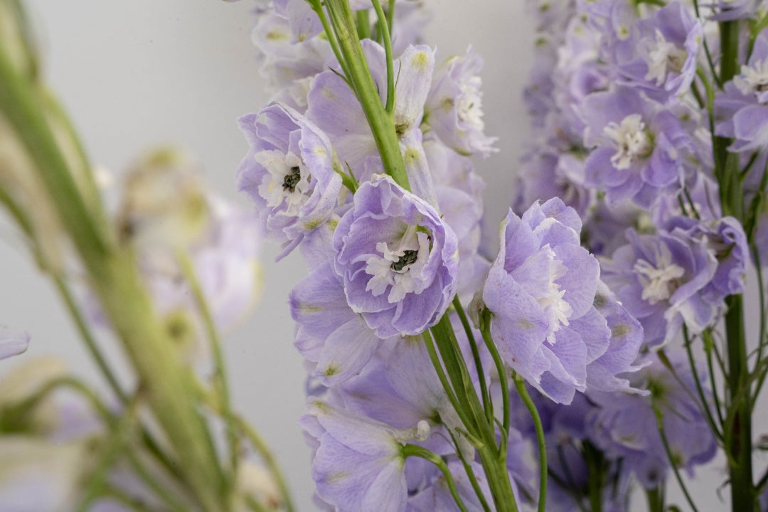 Pastel Grace Floral Vase Arrangement