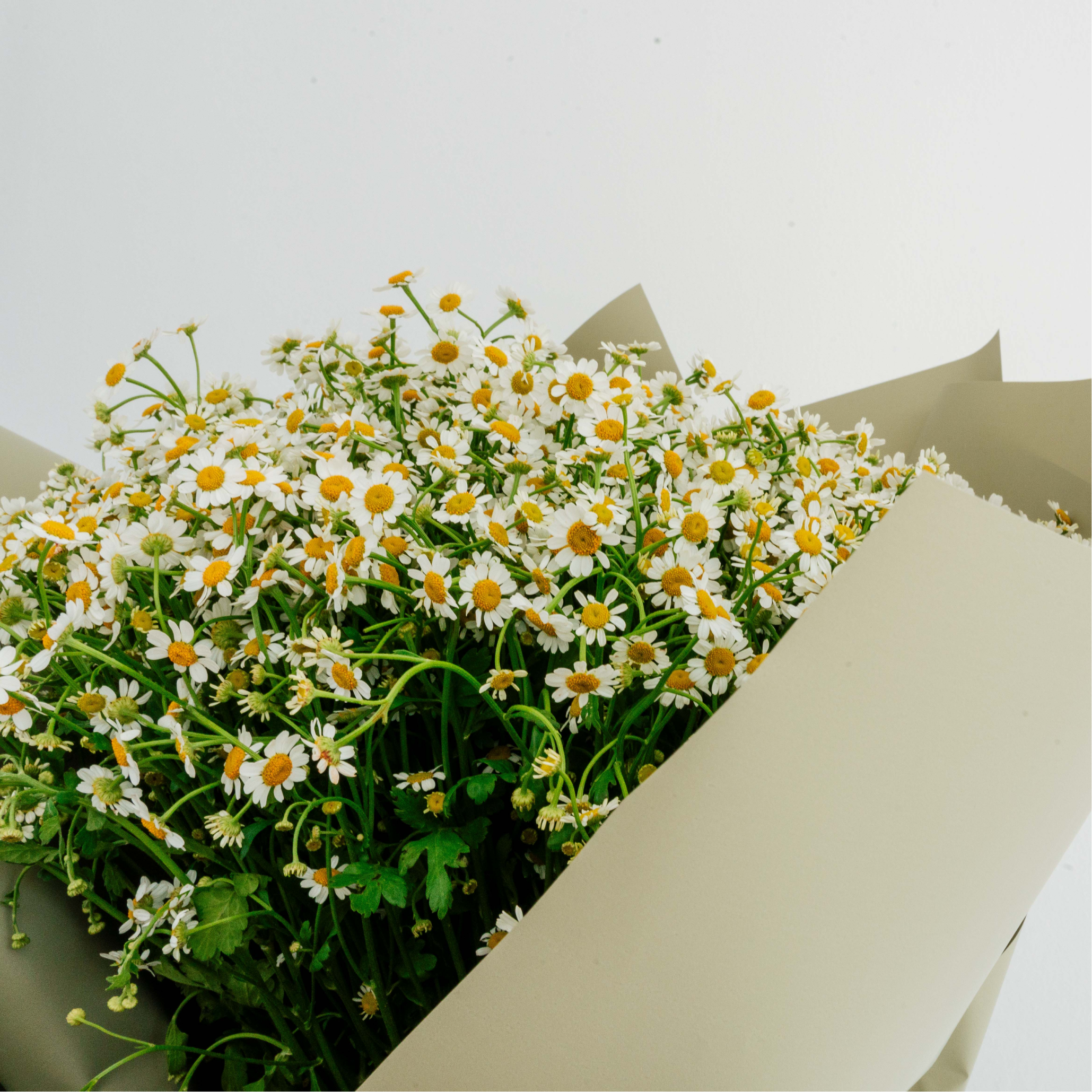 Chamomile Bouquet