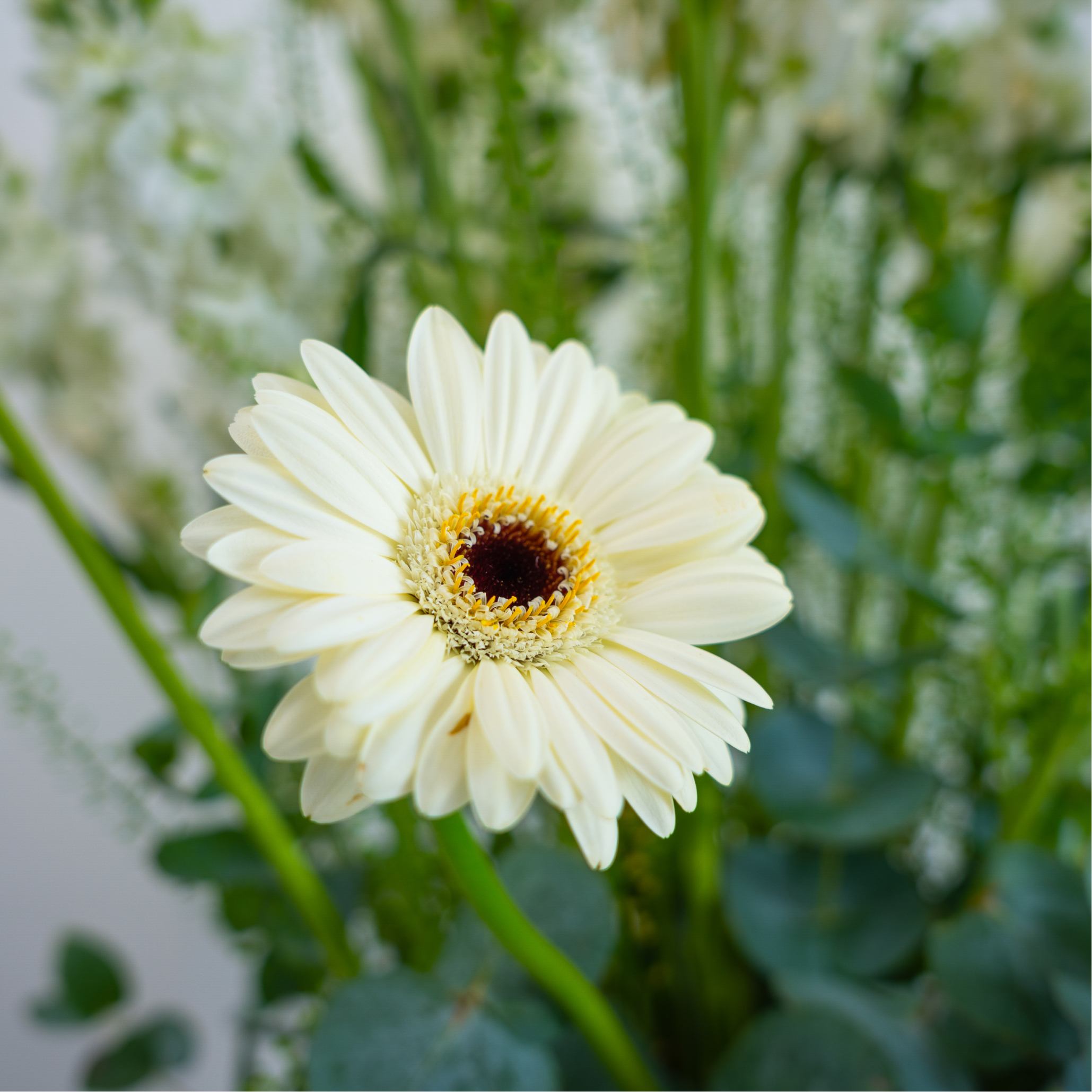 White Haven – Serenity in Bloom Pure. Quiet. Effortless.