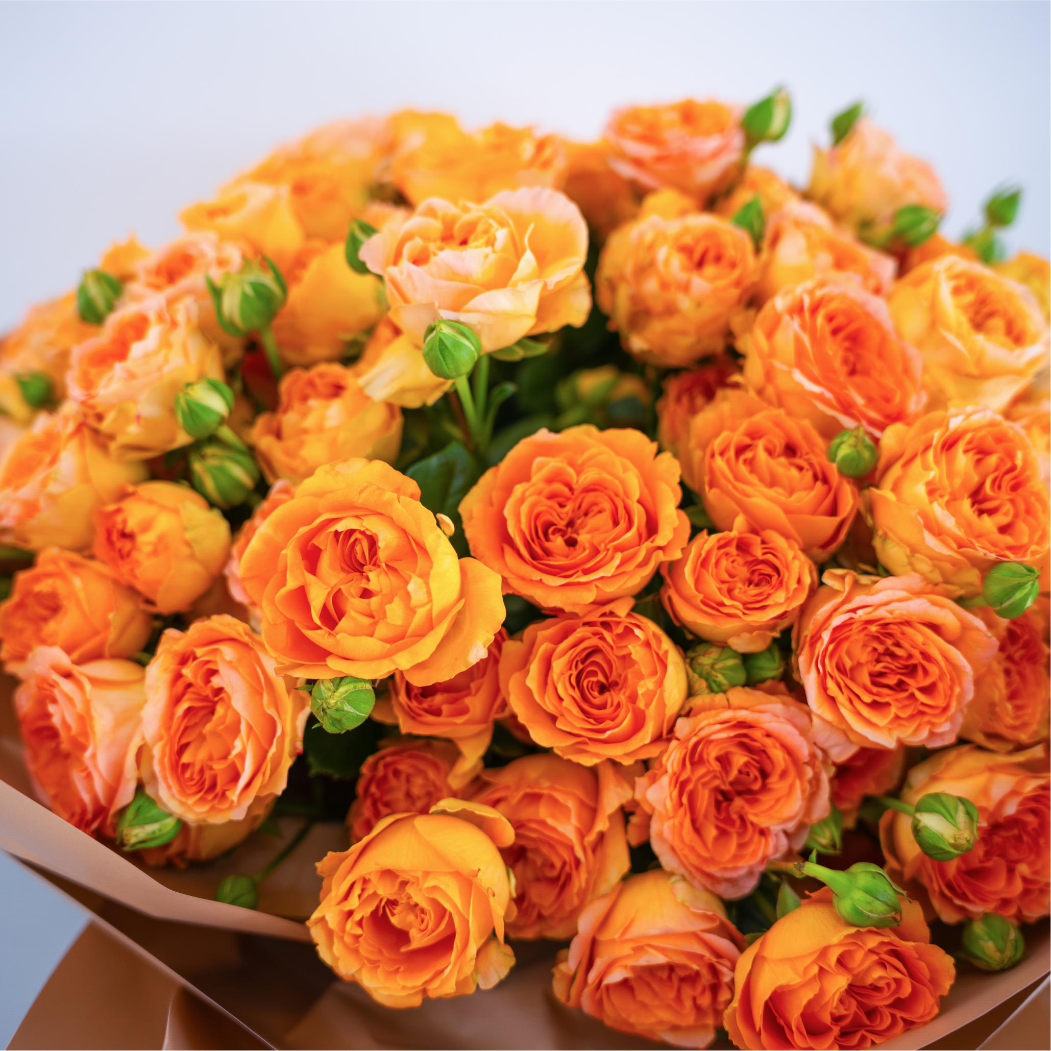 Golden Glow – 50 Stems of Julieta Honey Roses